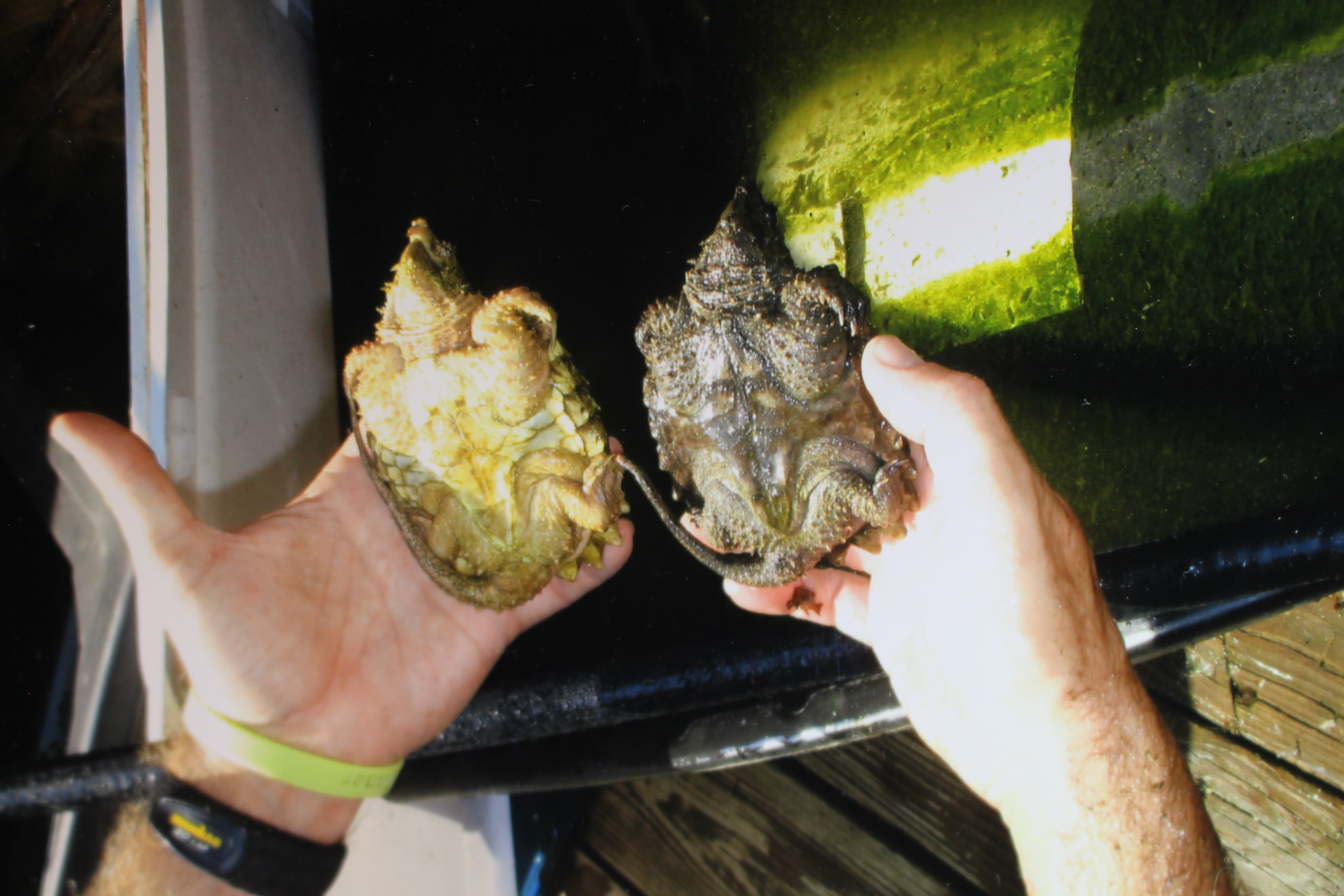 alligator snapping turtle picture