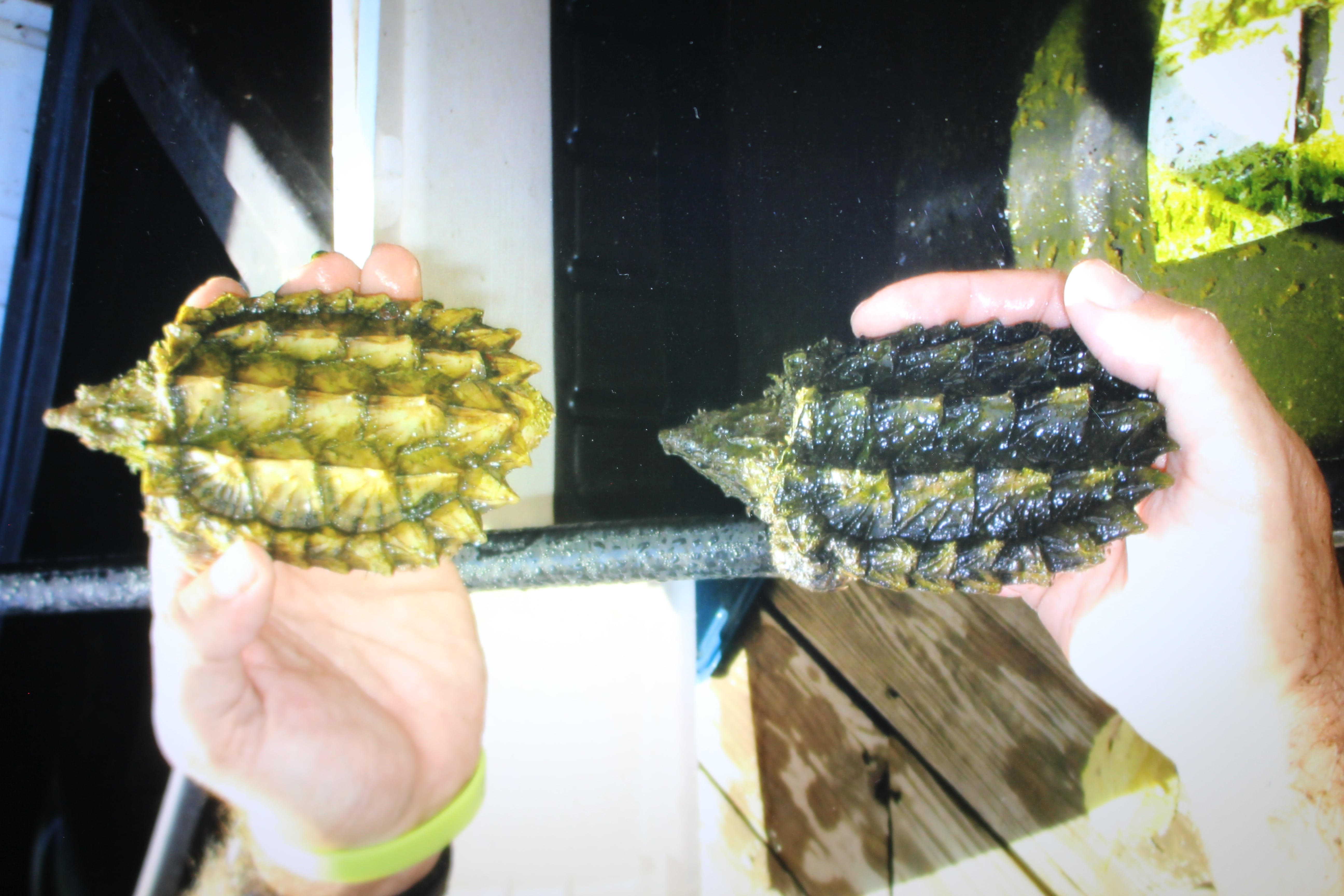 alligator snapping turtle picture