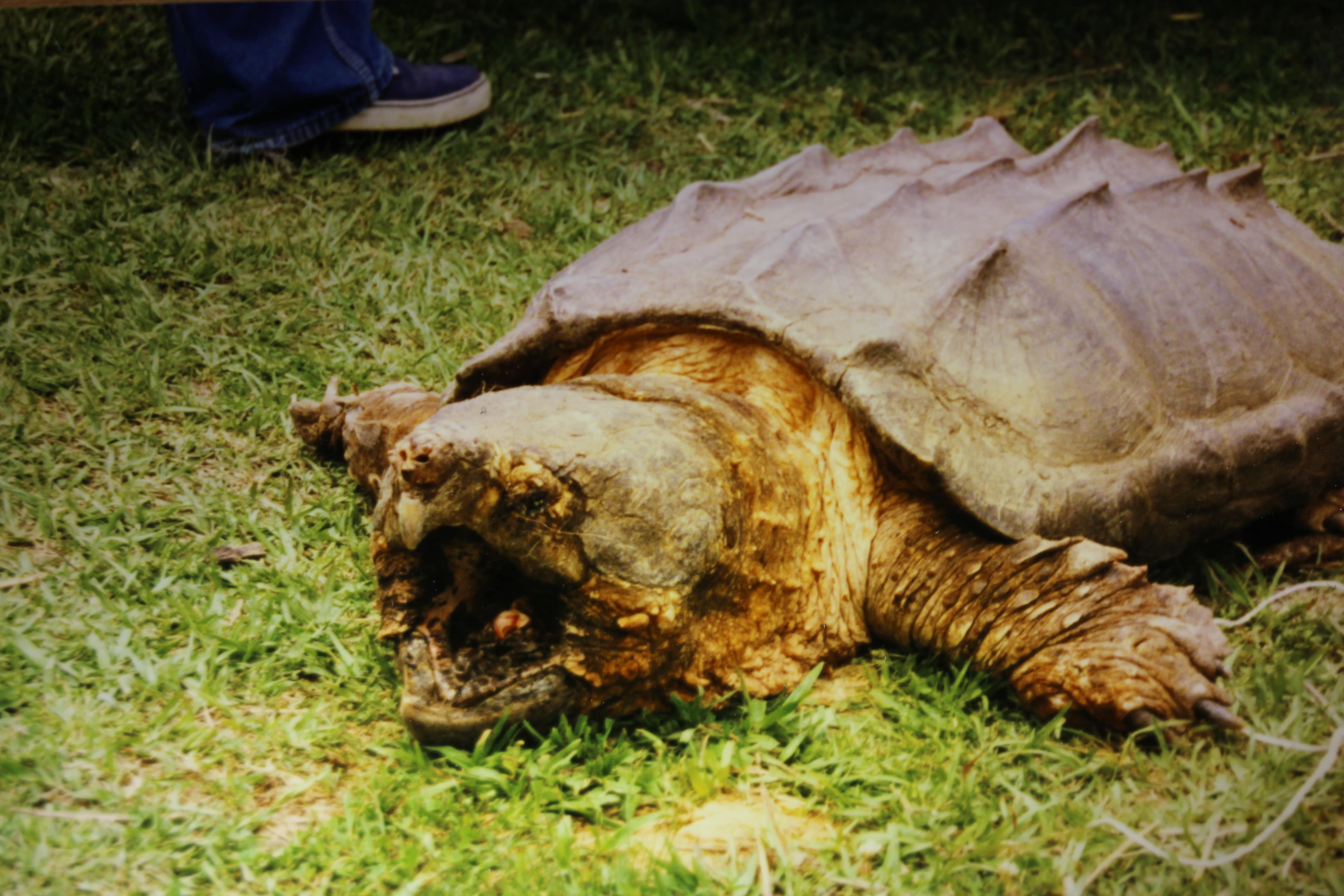 alligator snapping turtle picture