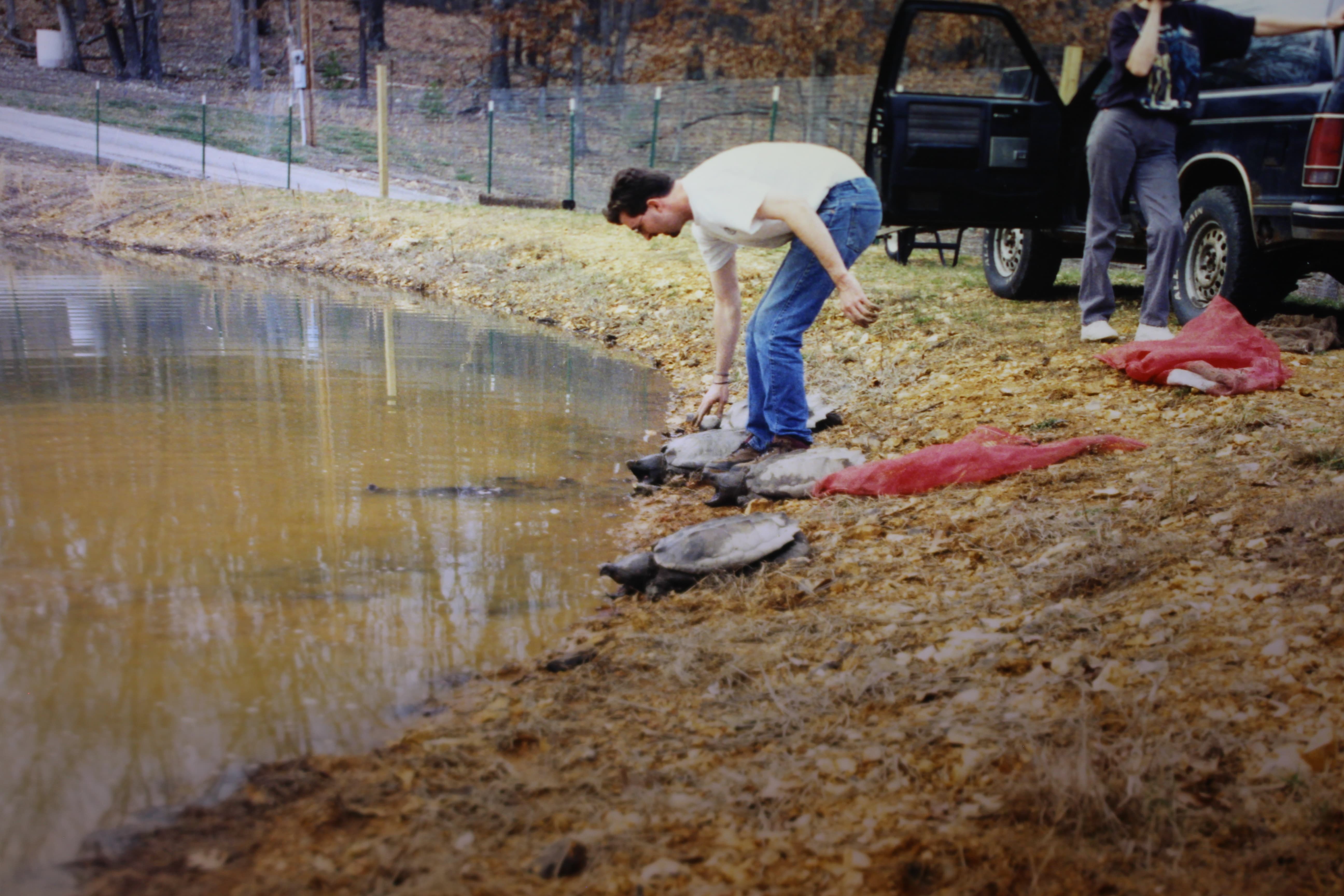 alligator snapping turtle picture