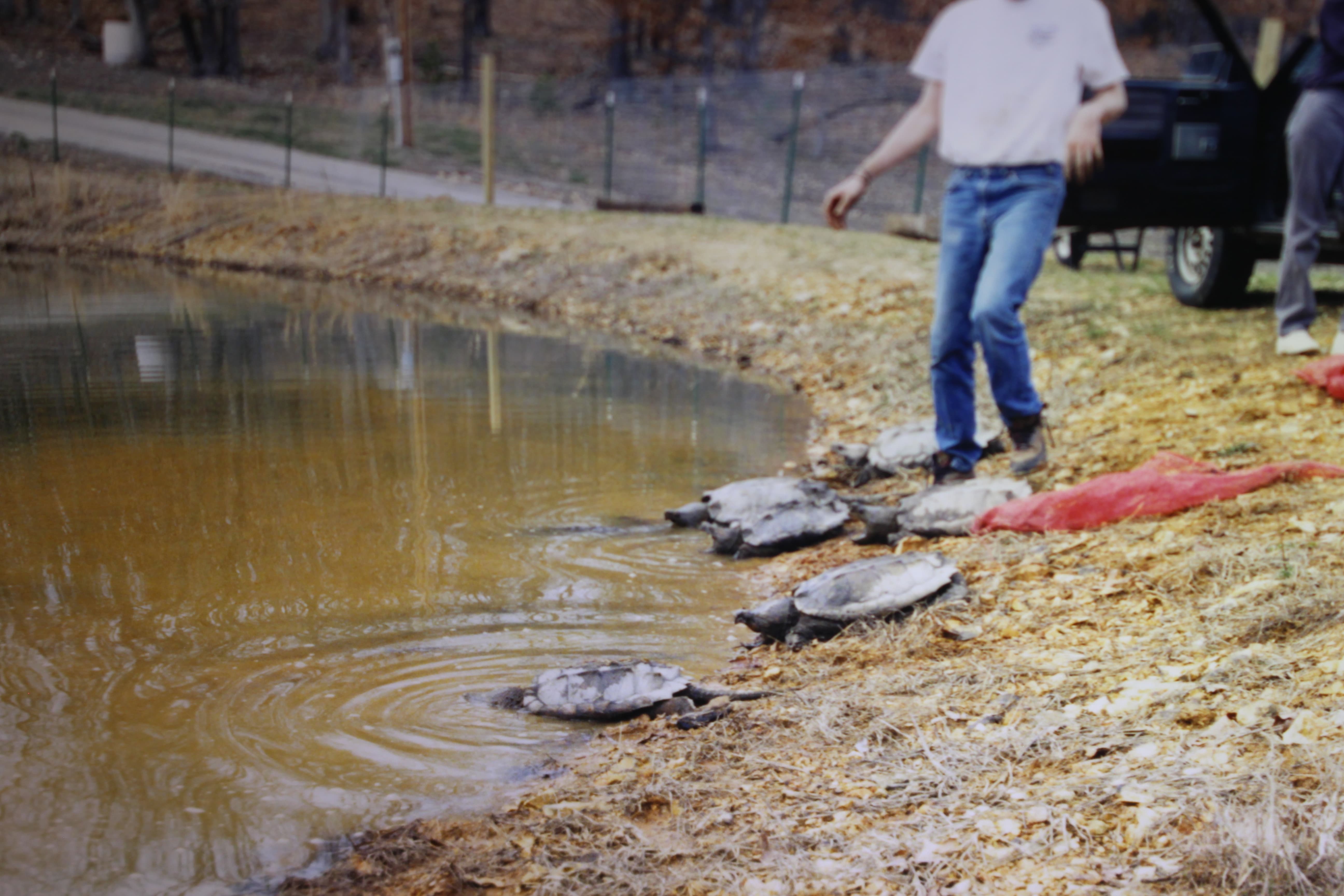 alligator snapping turtle picture