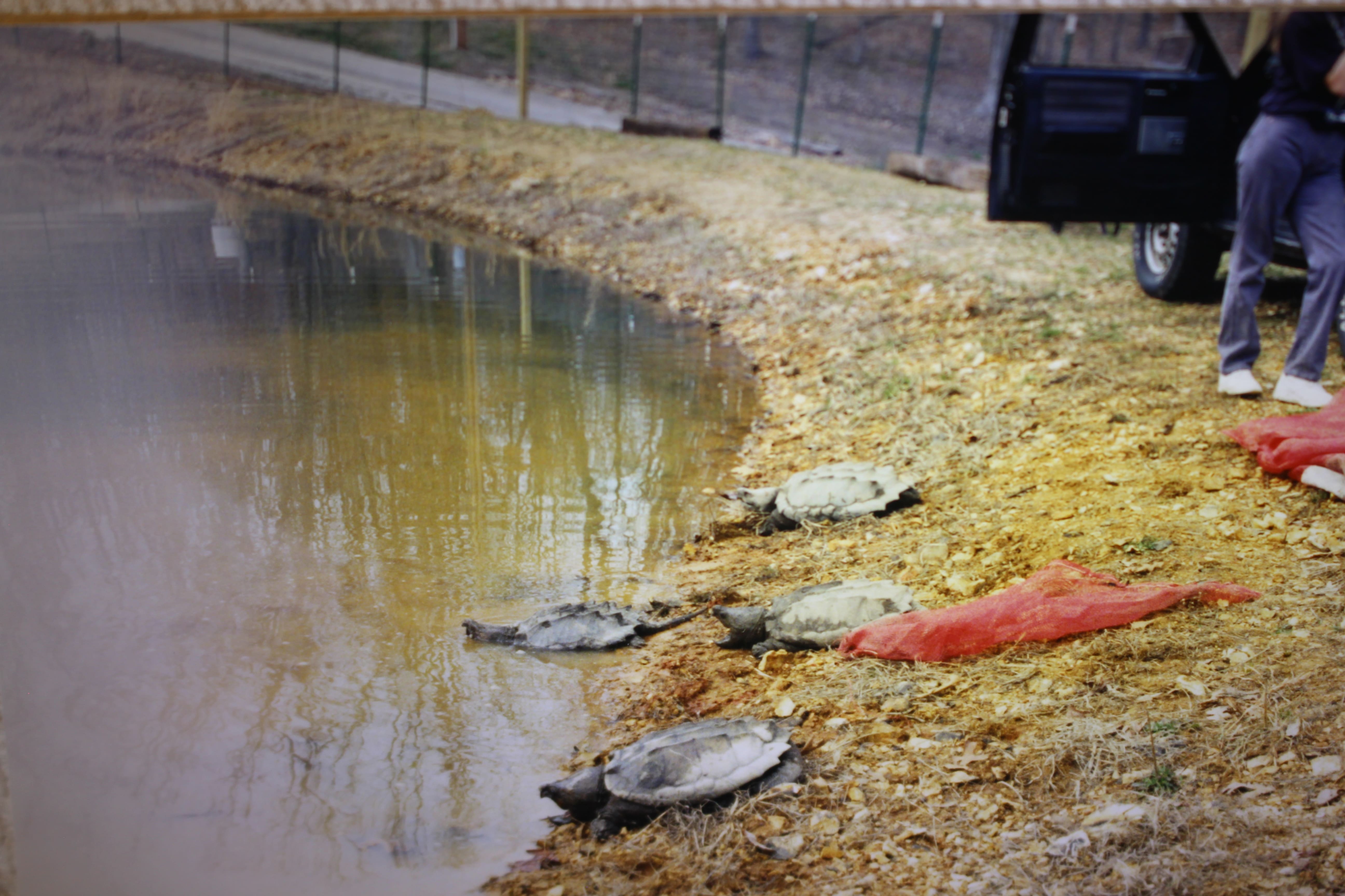 alligator snapping turtle picture