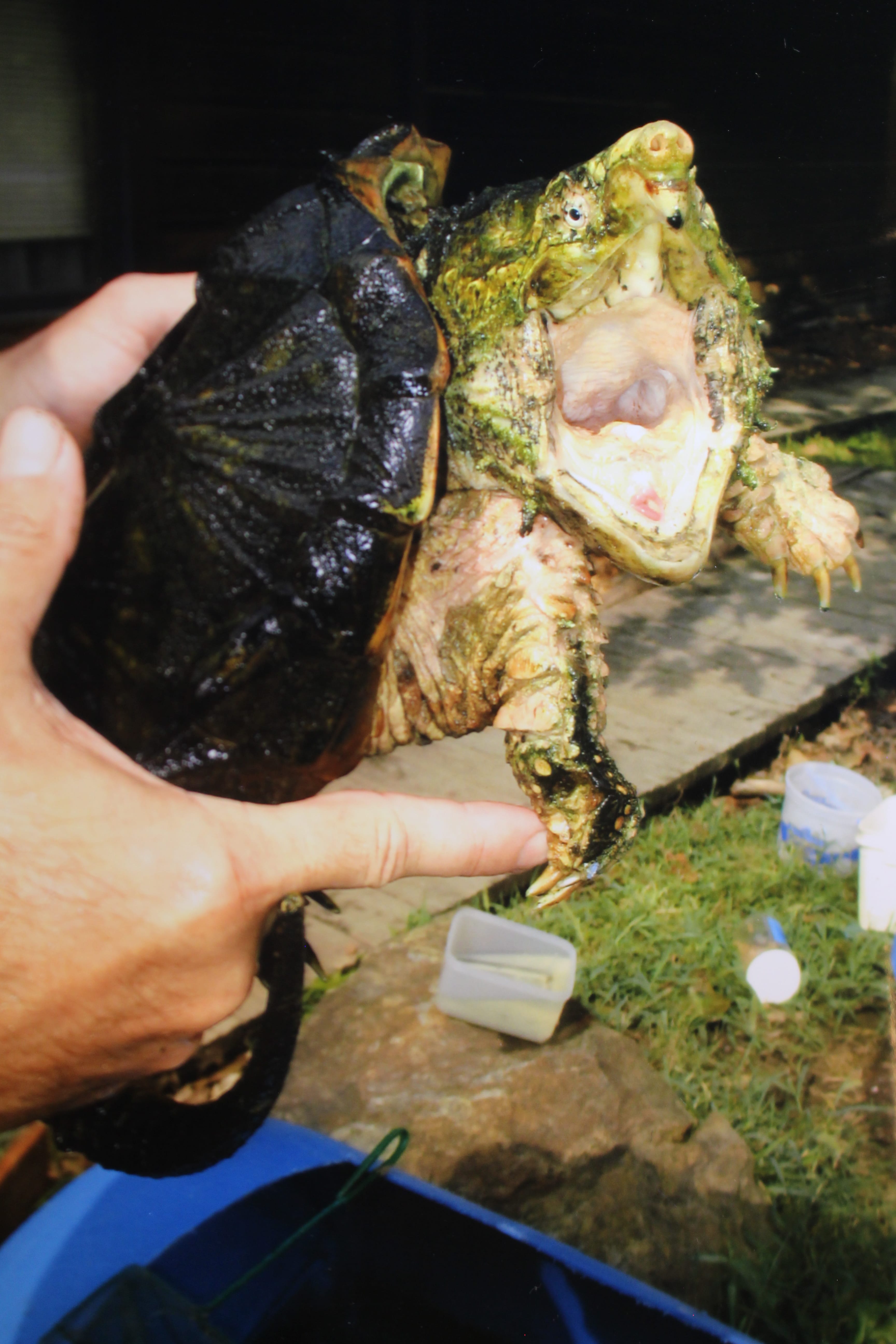 alligator snapping turtle picture