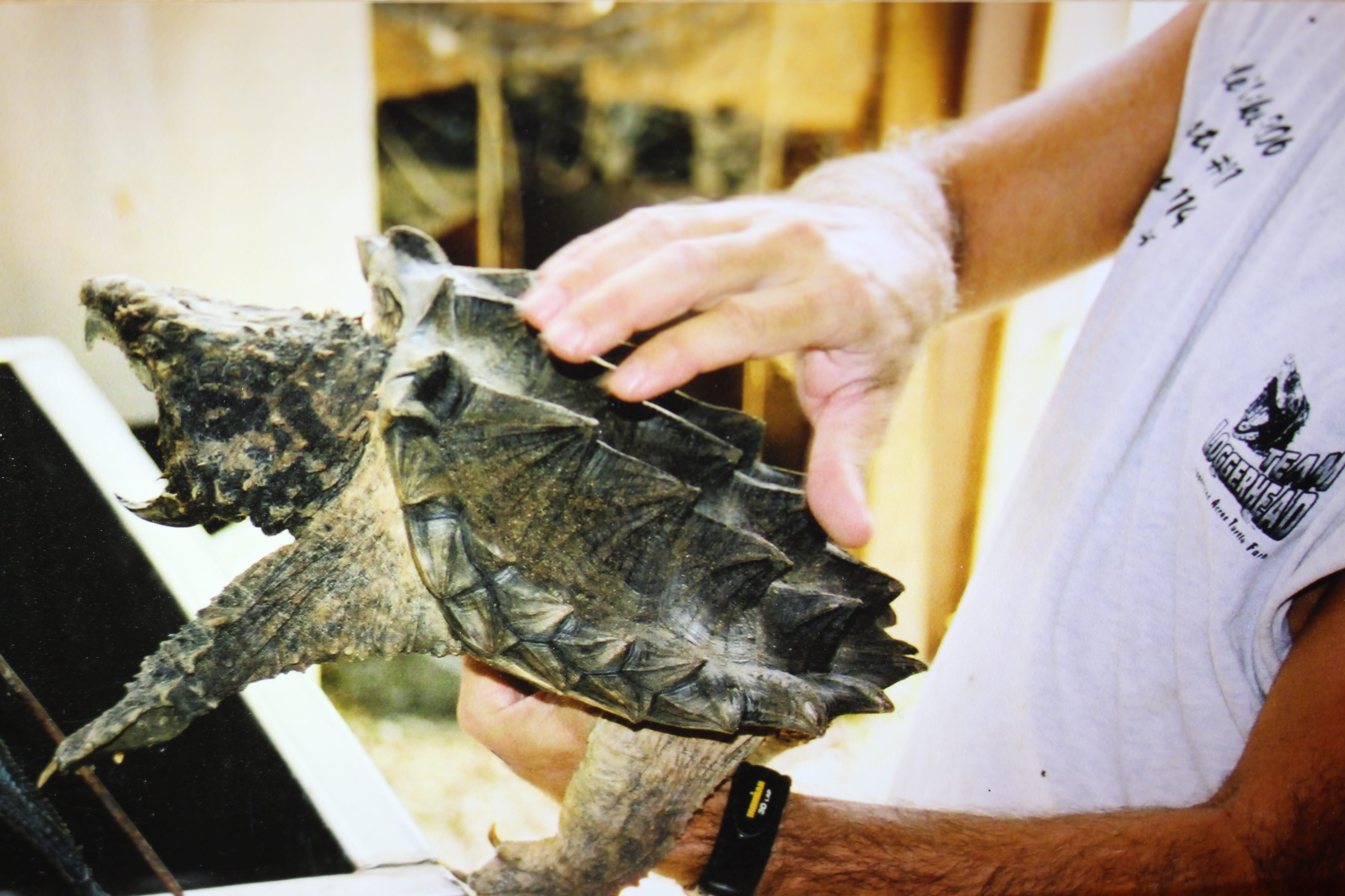 alligator snapping turtle picture