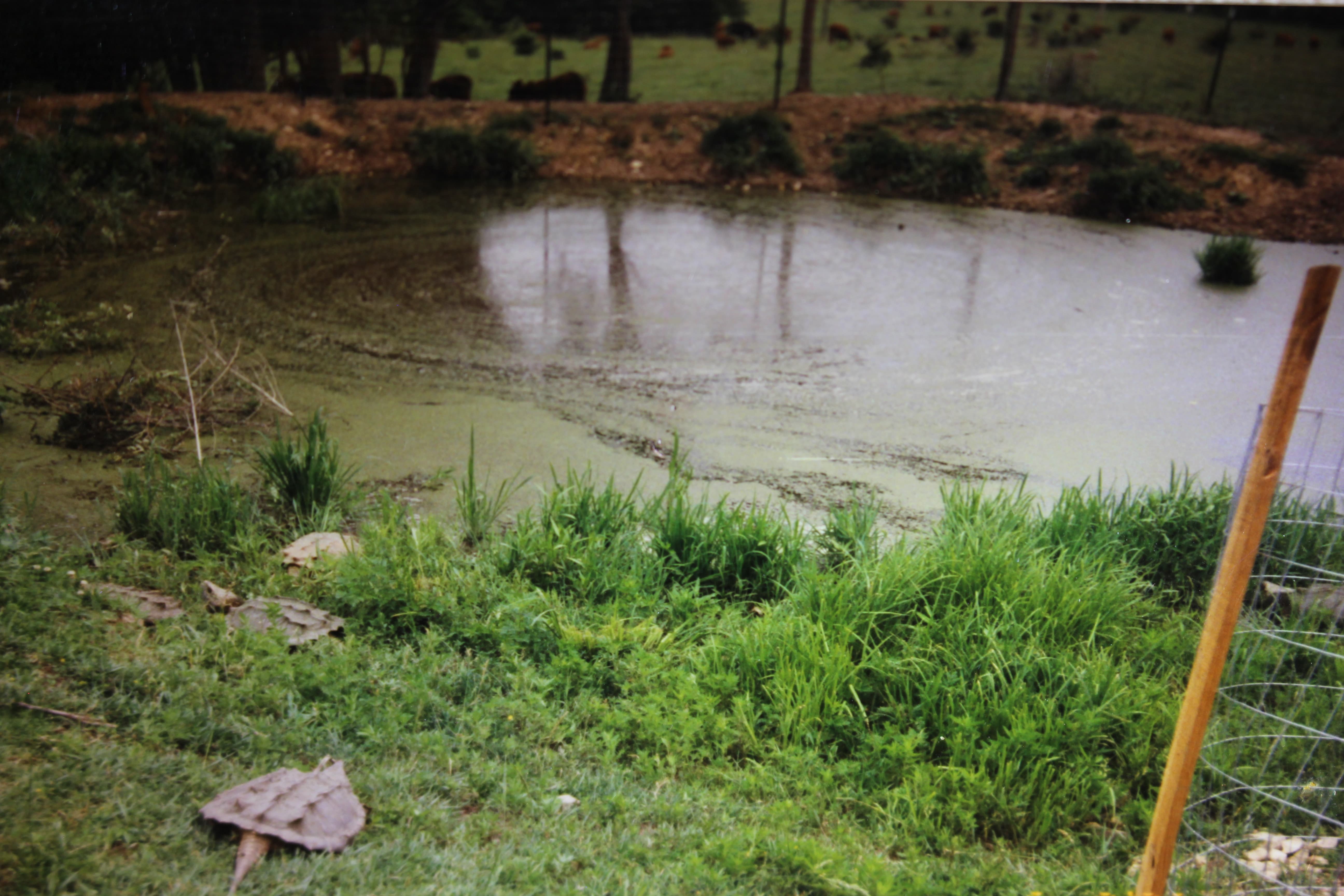 alligator snapping turtle picture