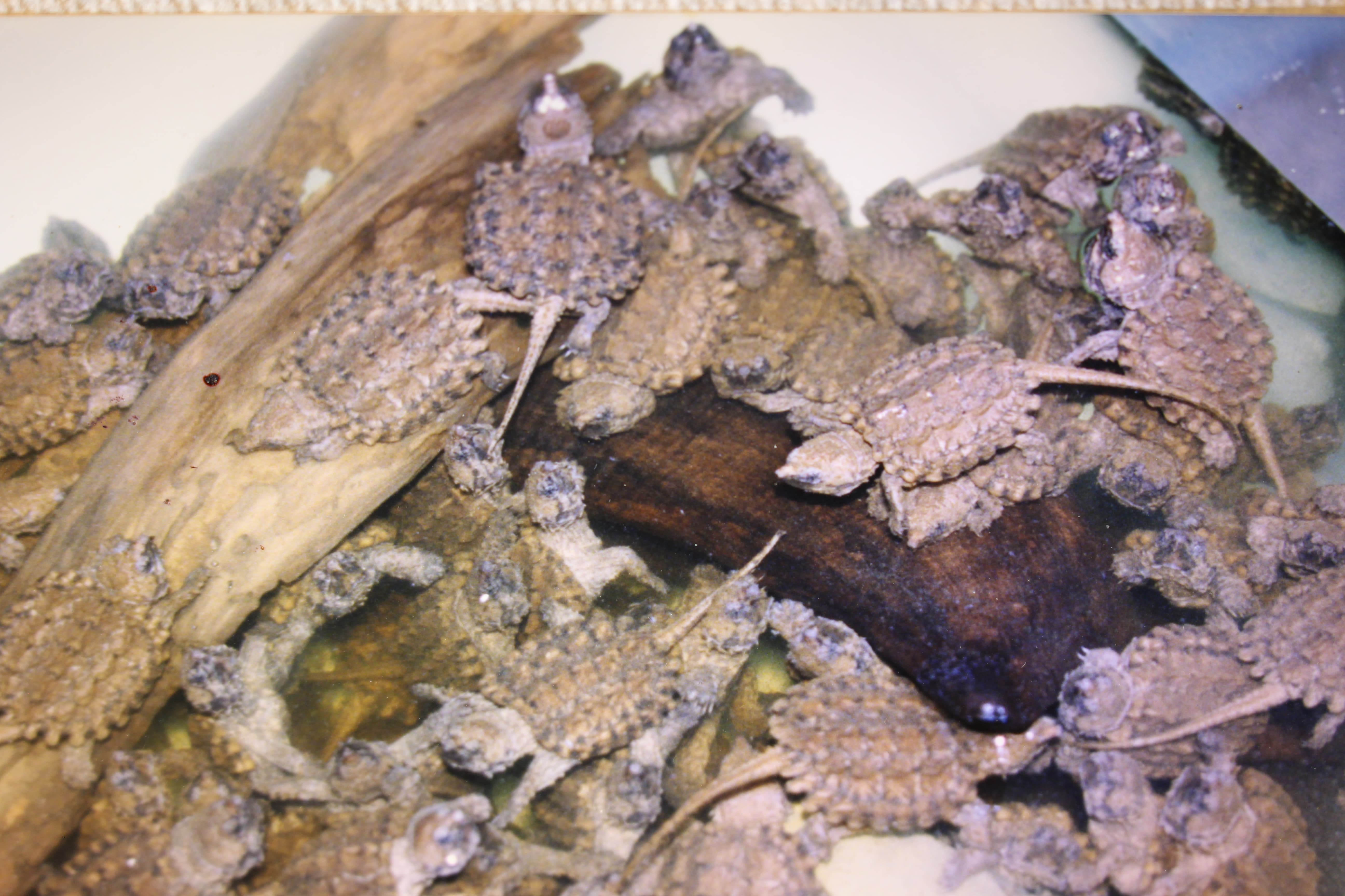 alligator snapping turtle picture