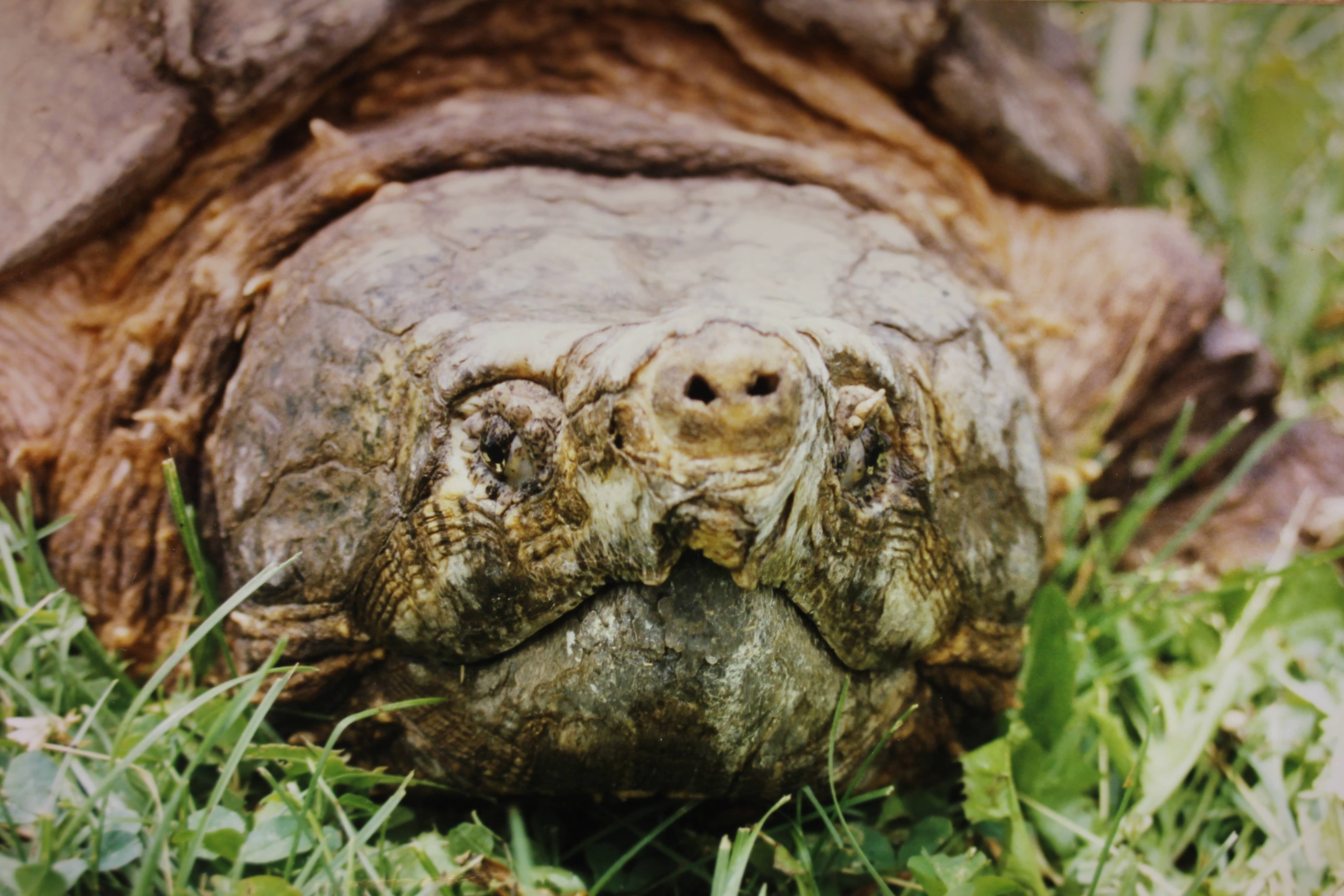 alligator snapping turtle picture