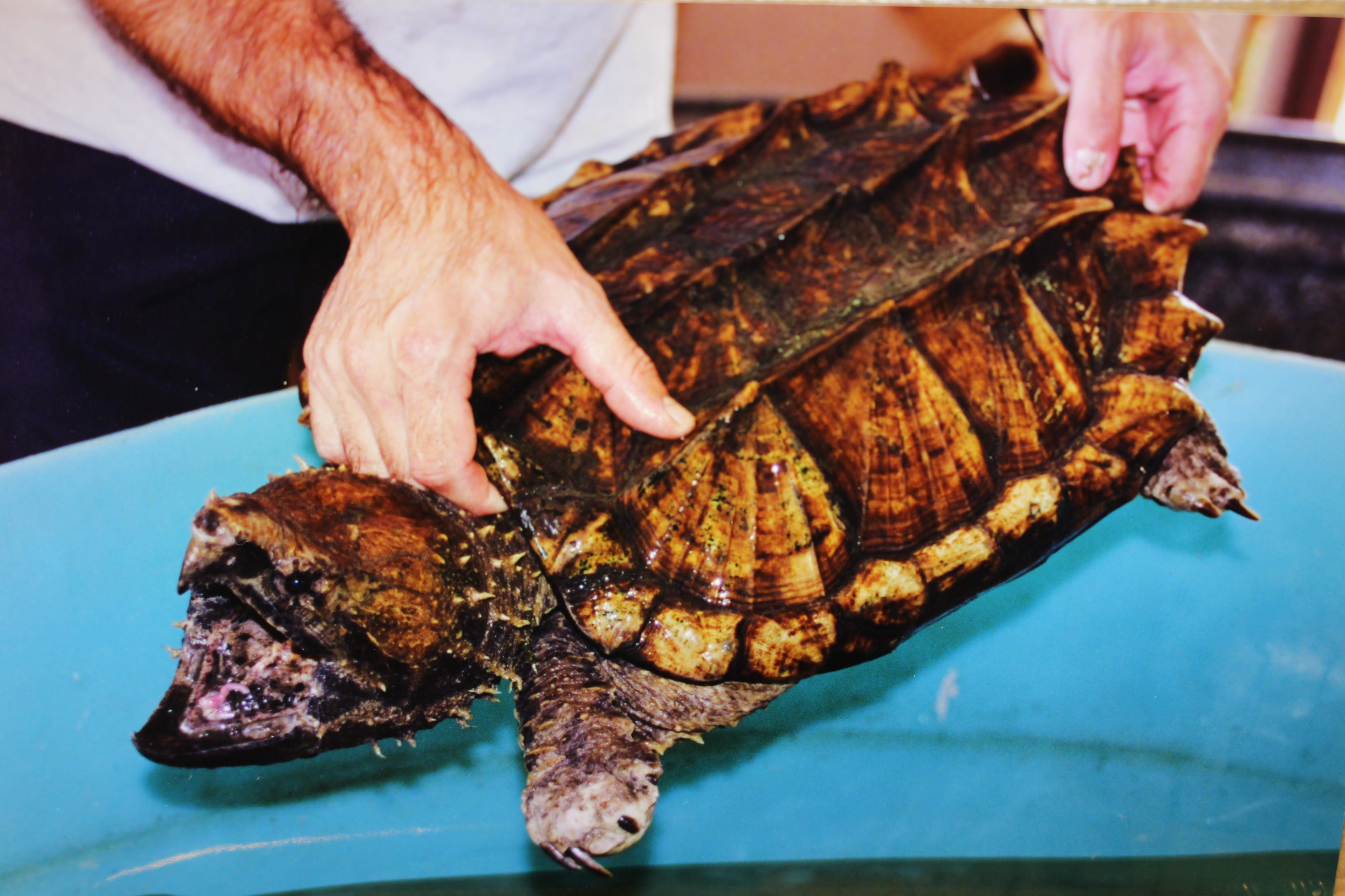 alligator snapping turtle picture