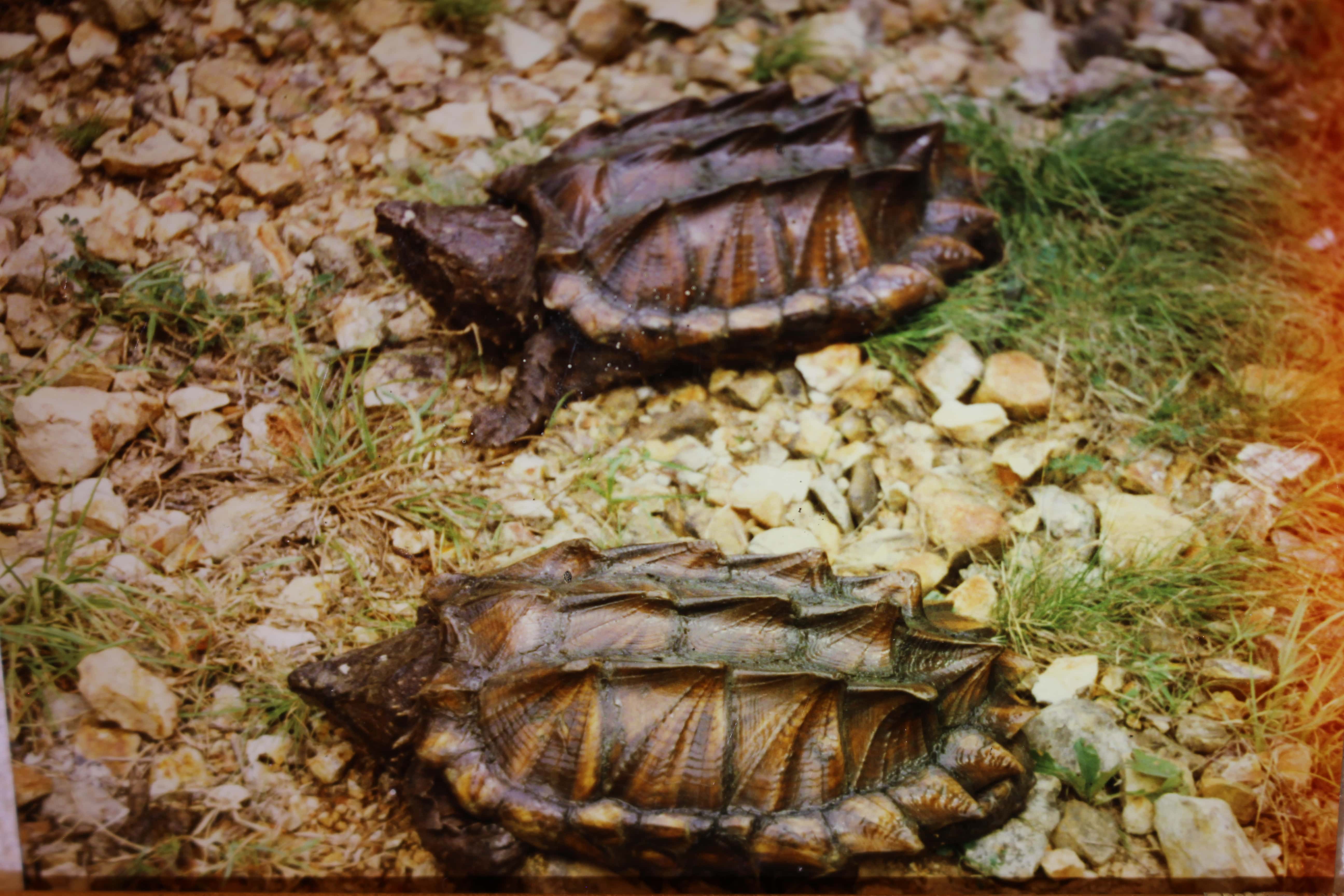 alligator snapping turtle picture