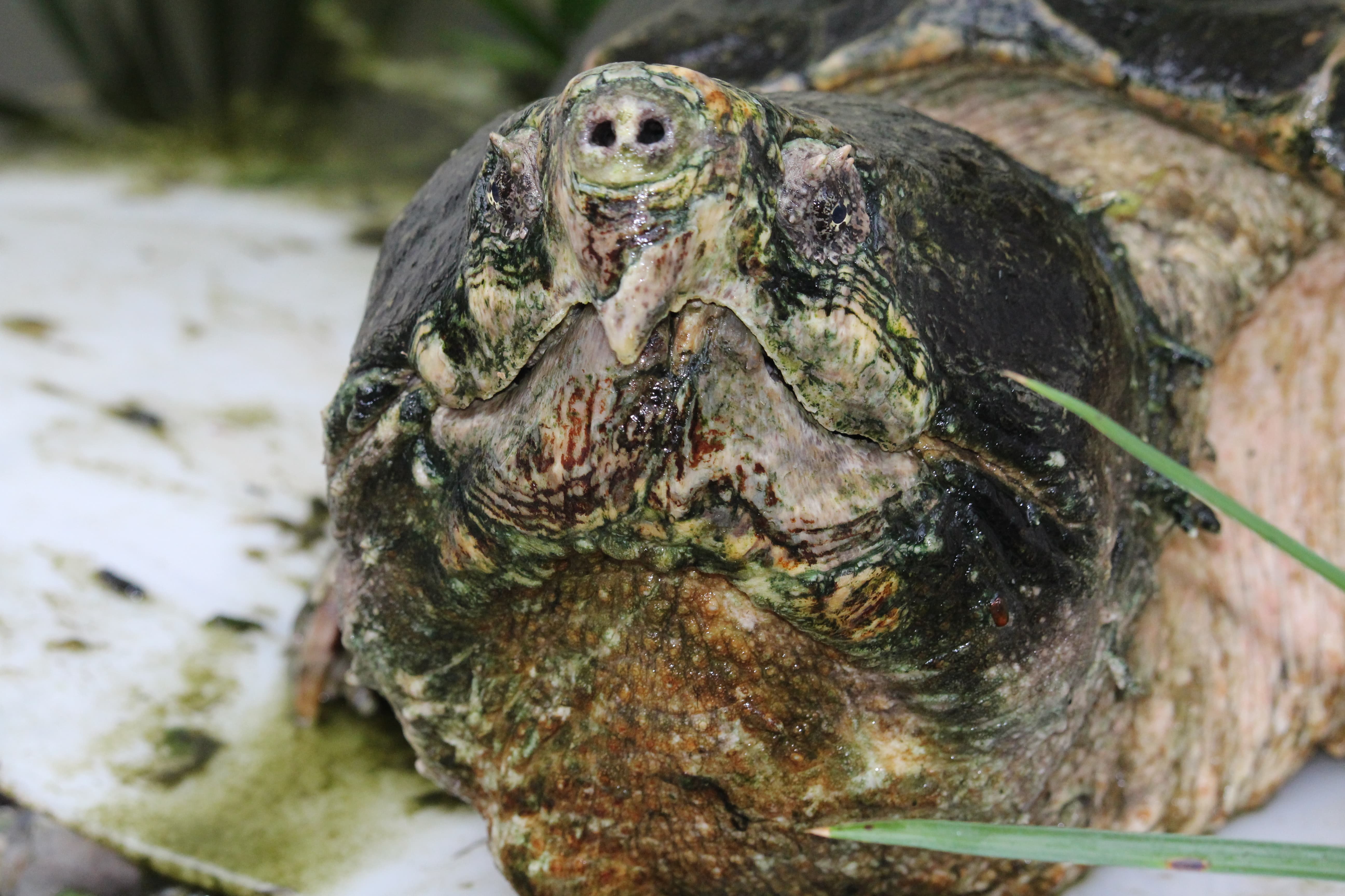 alligator snapping turtle picture