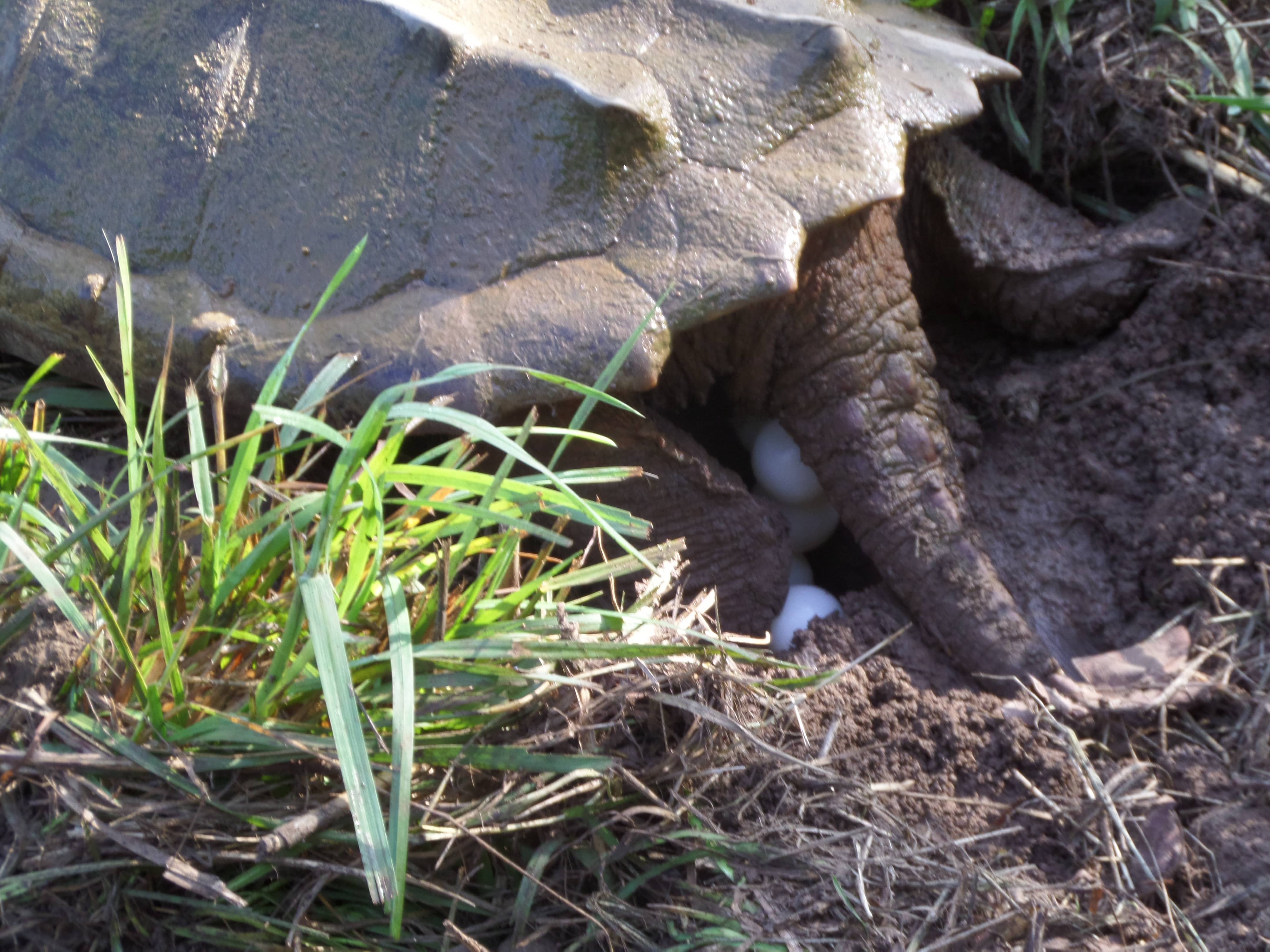 alligator snapping turtle picture