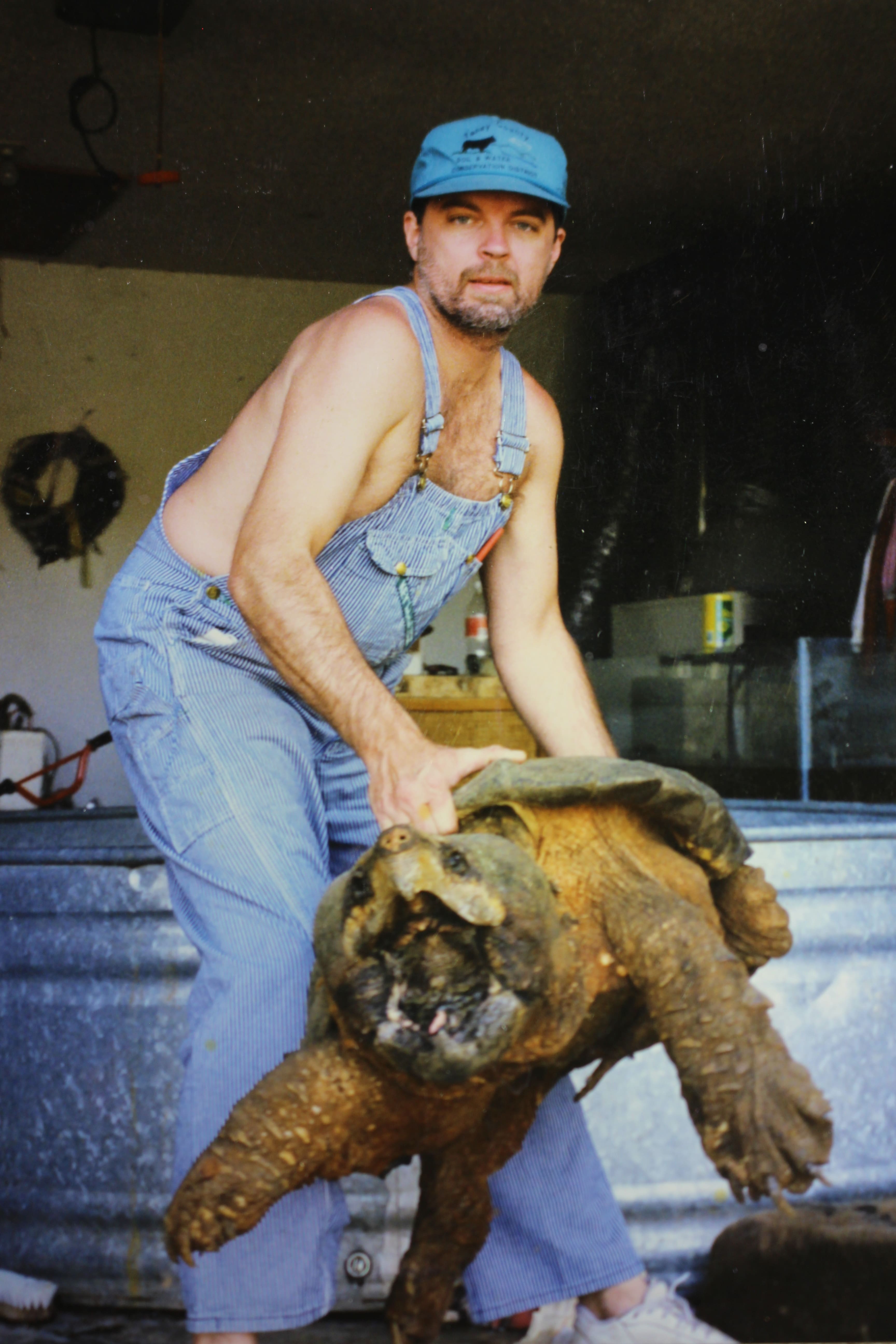 alligator snapping turtle picture