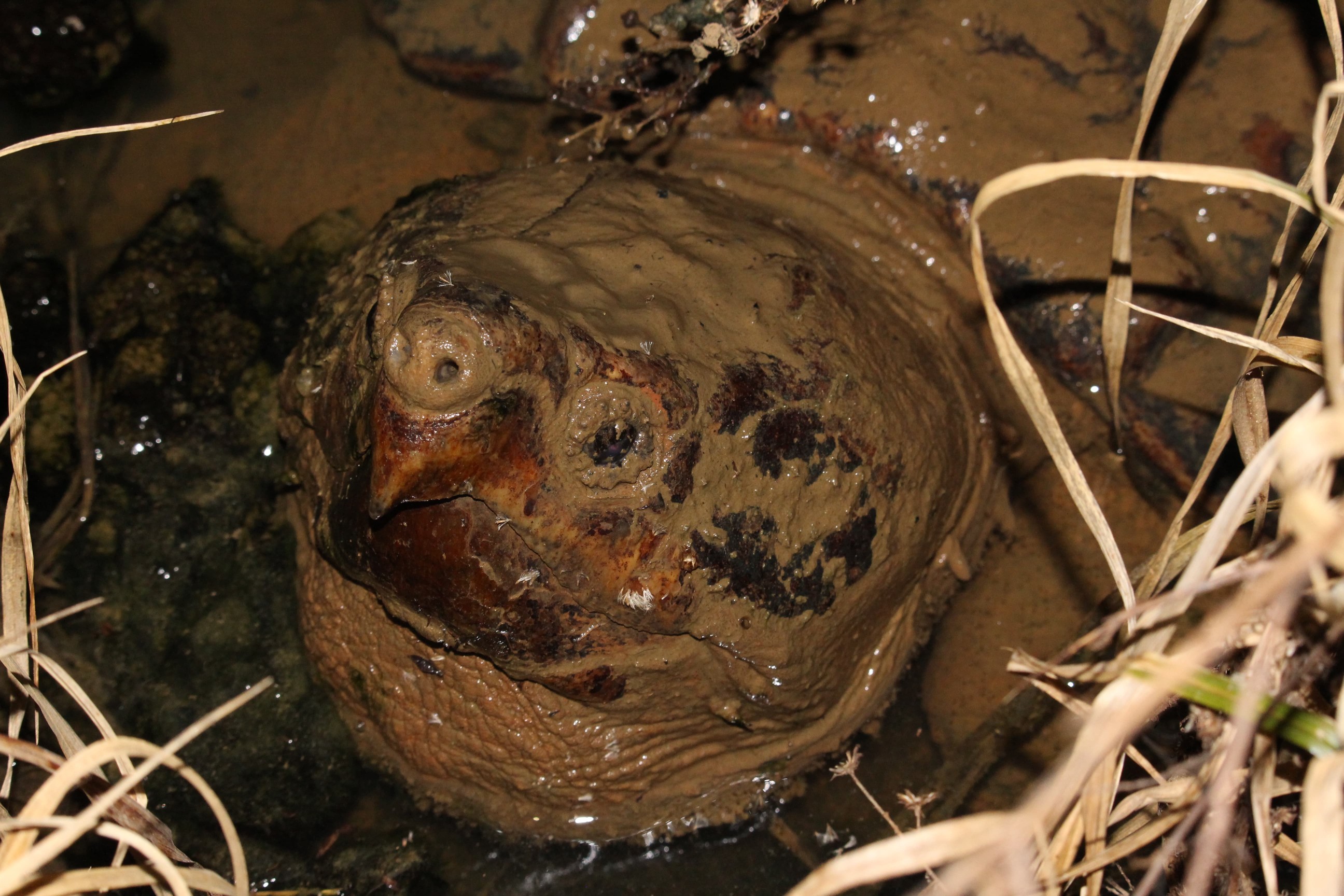 alligator snapping turtle picture