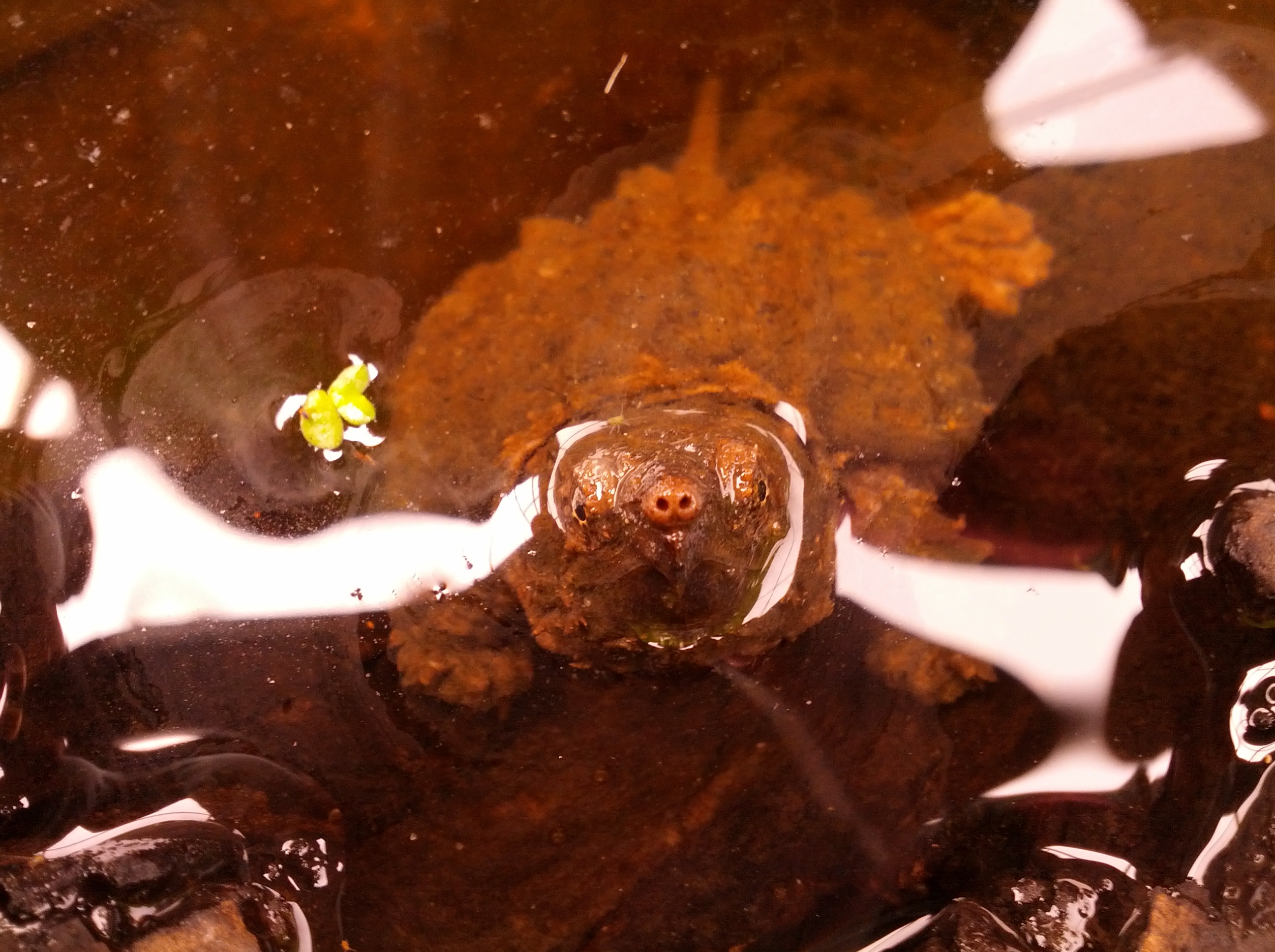 alligator snapping turtle picture