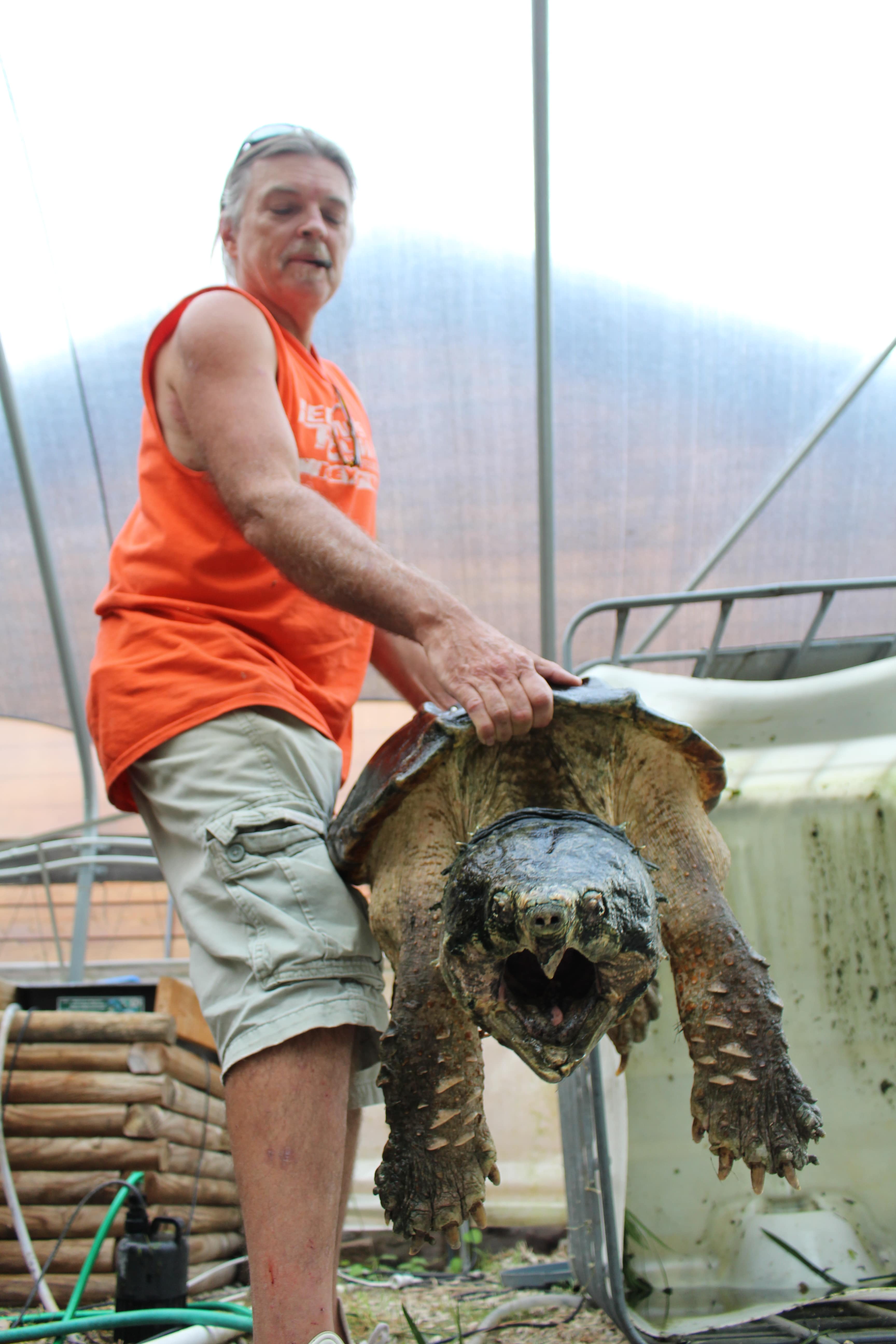 alligator snapping turtle picture